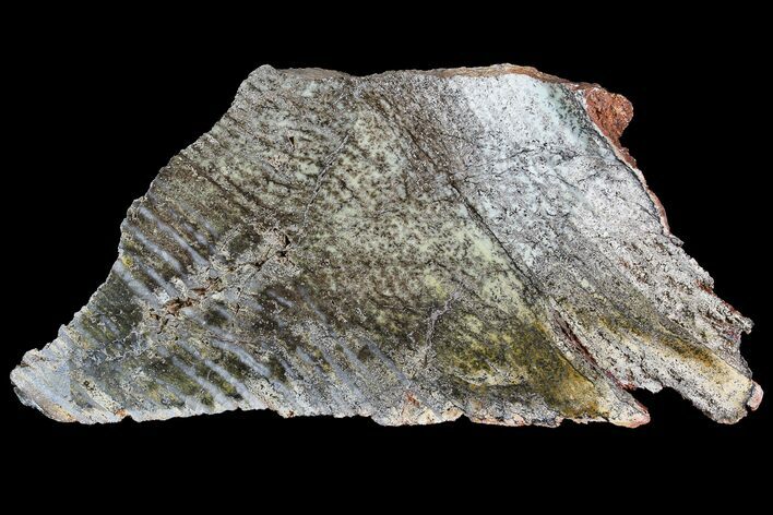 Strelley Pool Stromatolite - Billion Years Old #92807